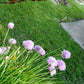 Gourmet Herb Vinegar Chive Blossom, home grown chives, made fresh